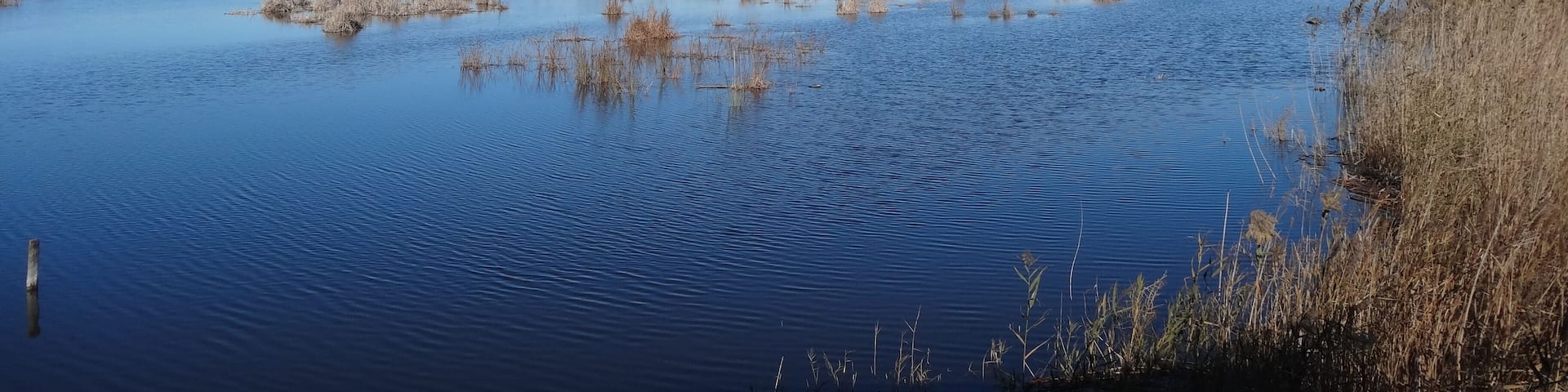 Llacuna de Riet Vell des de l'observatori, Delta de l'Ebre (desembre 2012)