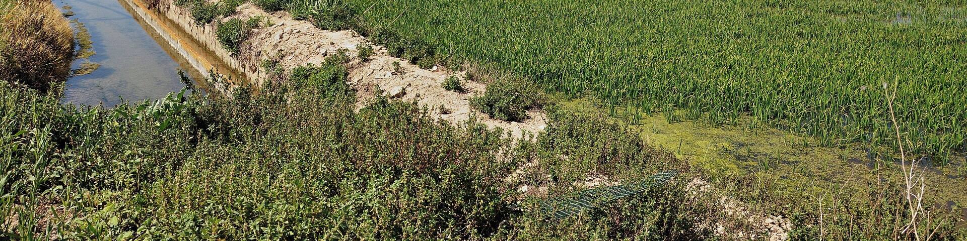 parque natural del delta-2011