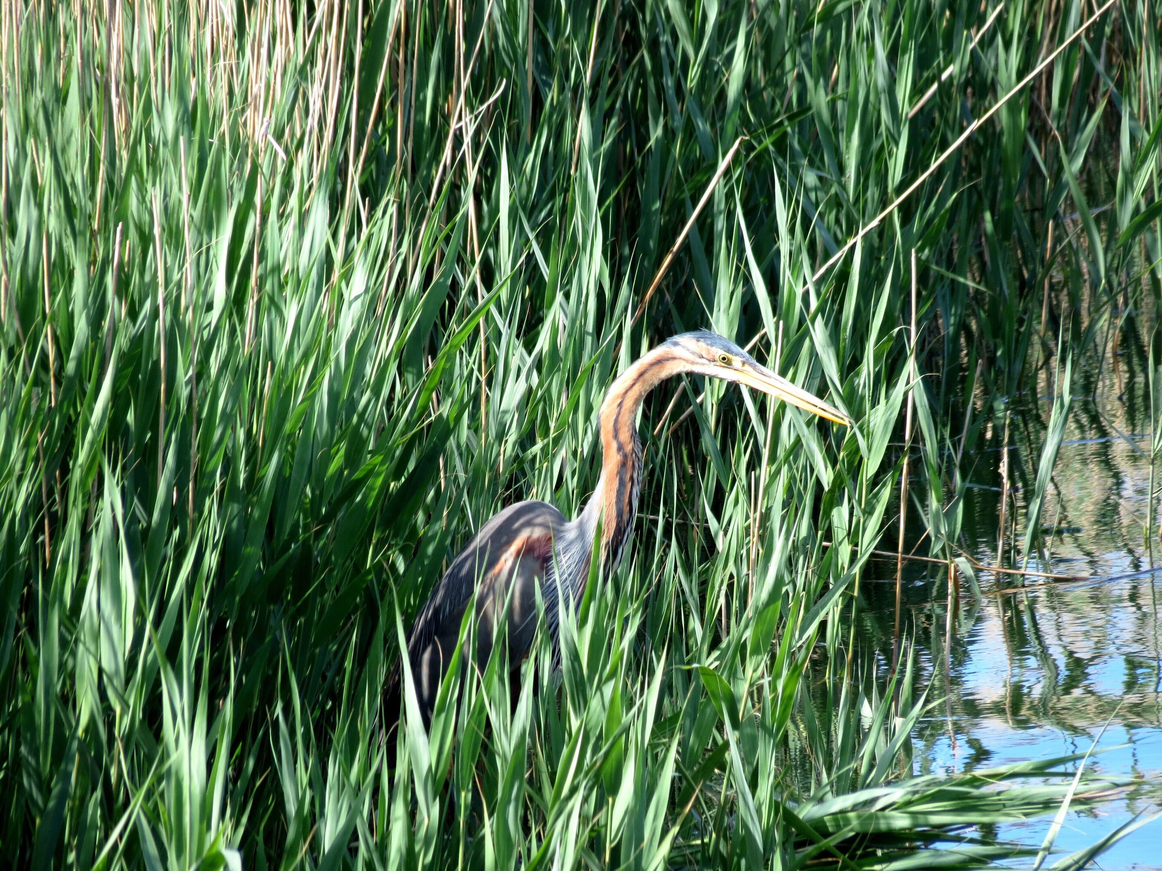 Ardea purpurea (Linnaeus, 1766), Purple Heron, Ebro Delta, Spain, 18 May 2013