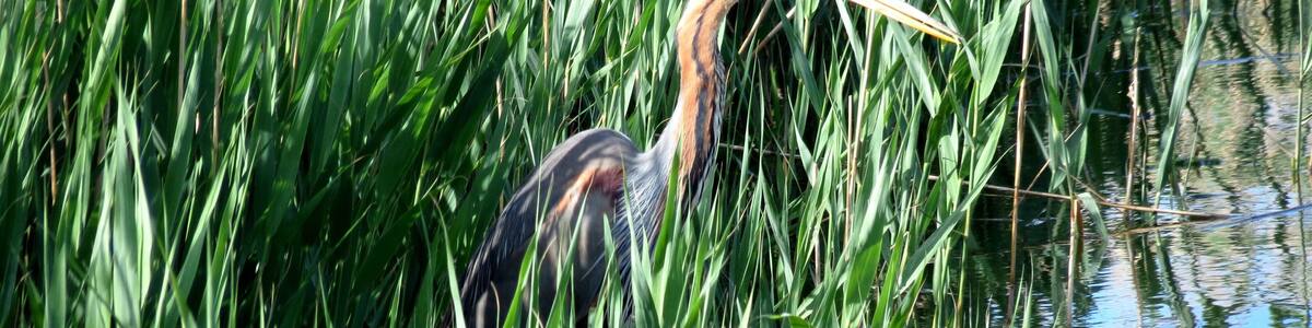 Ardea purpurea (Linnaeus, 1766), Purple Heron, Ebro Delta, Spain, 18 May 2013