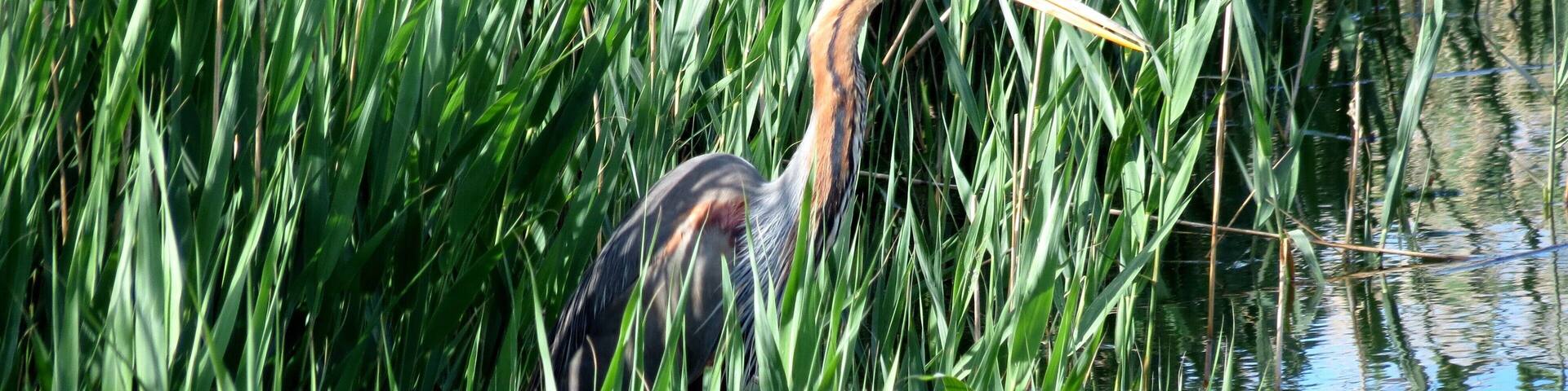 Ardea purpurea (Linnaeus, 1766), Purple Heron, Ebro Delta, Spain, 18 May 2013