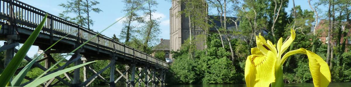 Yellow iris (Iris pseudacorus) in front of "Kirchenrenne" in Mehr (Rees); "Kirchenrenn" protected landscape area (LSG 4204-0011)