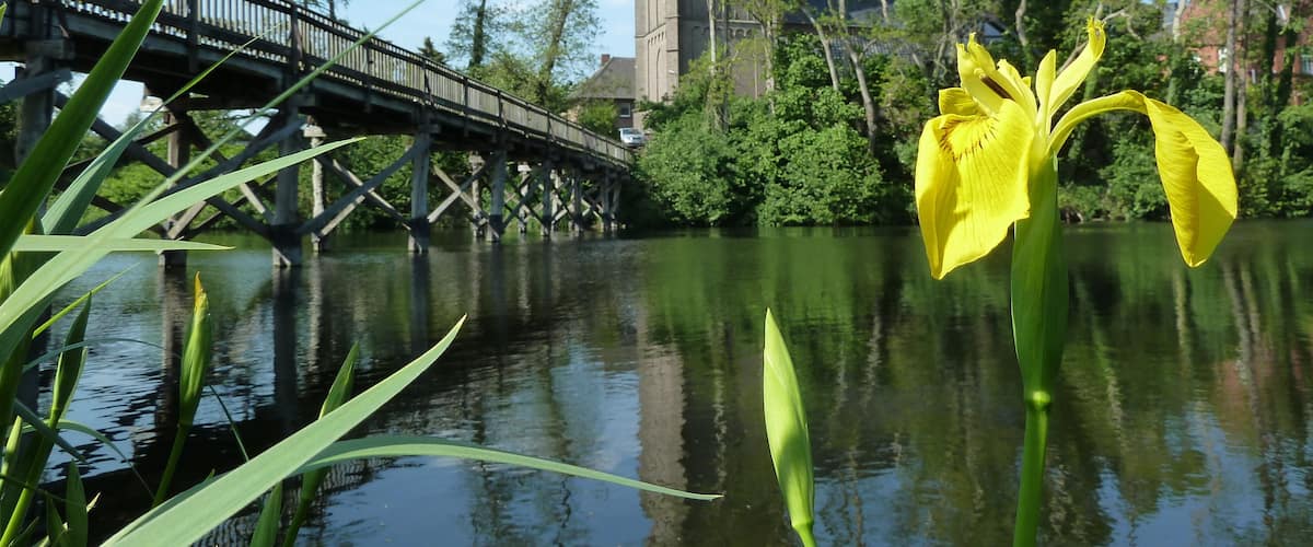 Yellow iris (Iris pseudacorus) in front of "Kirchenrenne" in Mehr (Rees); "Kirchenrenn" protected landscape area (LSG 4204-0011)