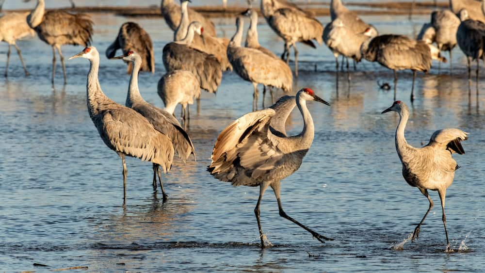 Sandhill cranes (Grus canadensis) dancing in the Platte River during spring migration; near Kearney, Nebraska