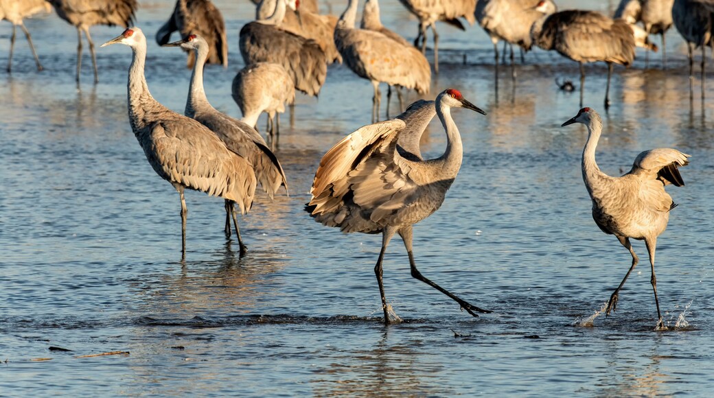 بيج سبرينجس