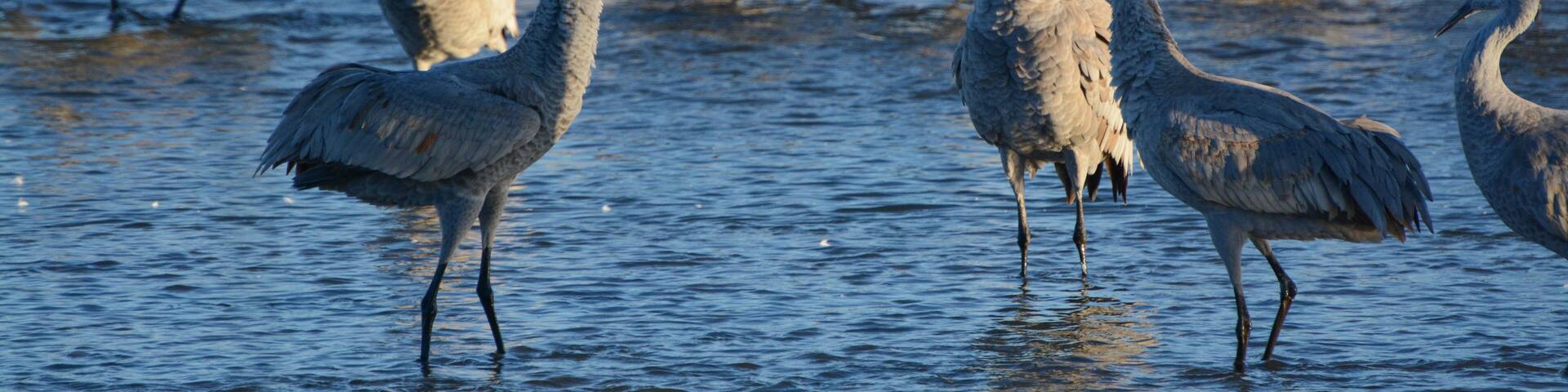 Sandhill Crane flock, Platte River, Nebraska, during spring migration. Sandhill Cranes (Antigone canadensis) are tall, gray cranes with red crowns. They roost in the river for safety in numbers.