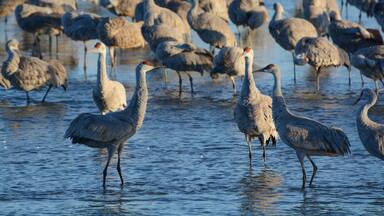 Sandhill Crane flock, Platte River, Nebraska, during spring migration. Sandhill Cranes (Antigone canadensis) are tall, gray cranes with red crowns. They roost in the river for safety in numbers.