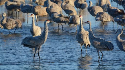 Sandhill Crane flock, Platte River, Nebraska, during spring migration. Sandhill Cranes (Antigone canadensis) are tall, gray cranes with red crowns. They roost in the river for safety in numbers.