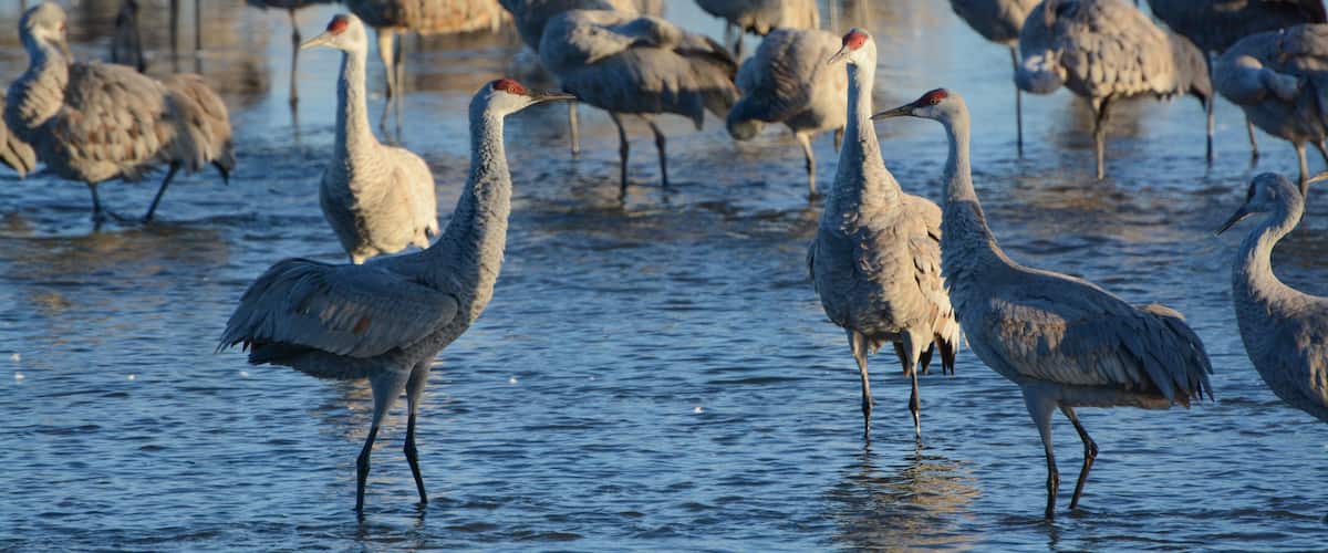 A group of birds standing in shallow water.
