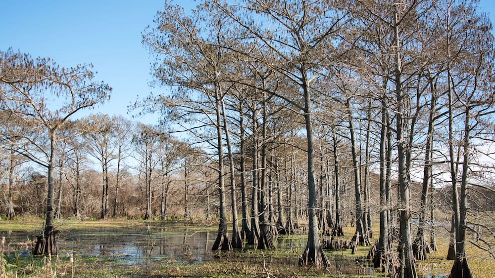 Trinity River Island