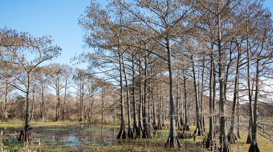 Trinity River Island