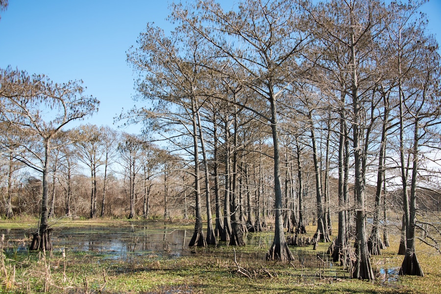 Trinity River Island