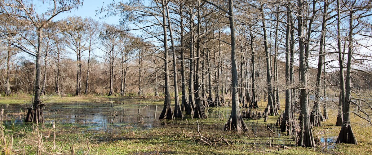 Trinity River Island