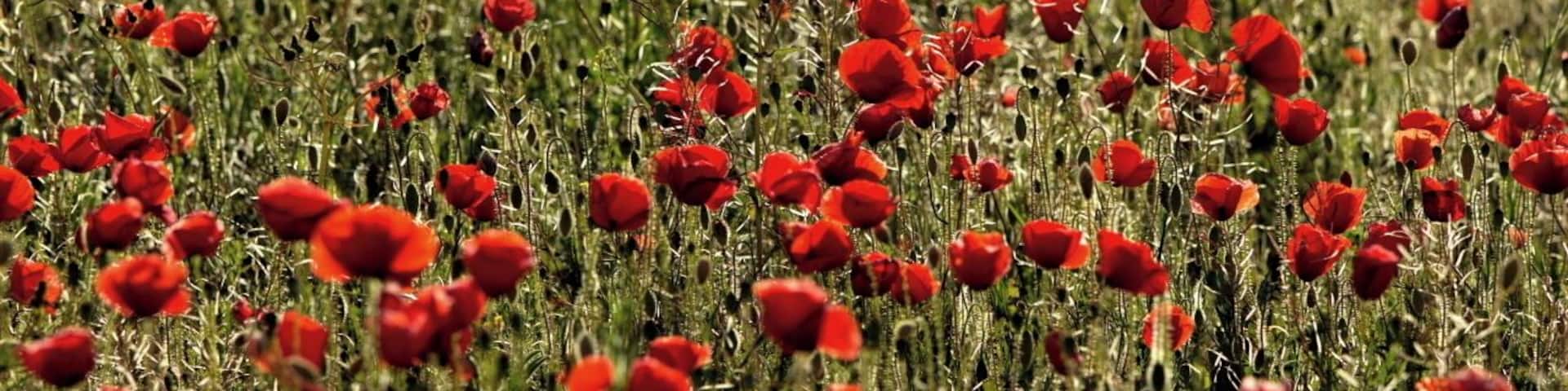 Ontinyent, Valencia.