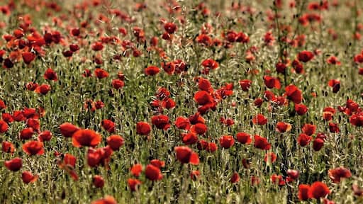 Ontinyent, Valencia.