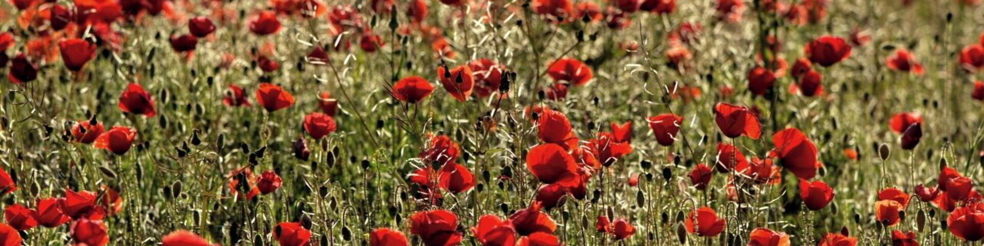 Ontinyent, Valencia.