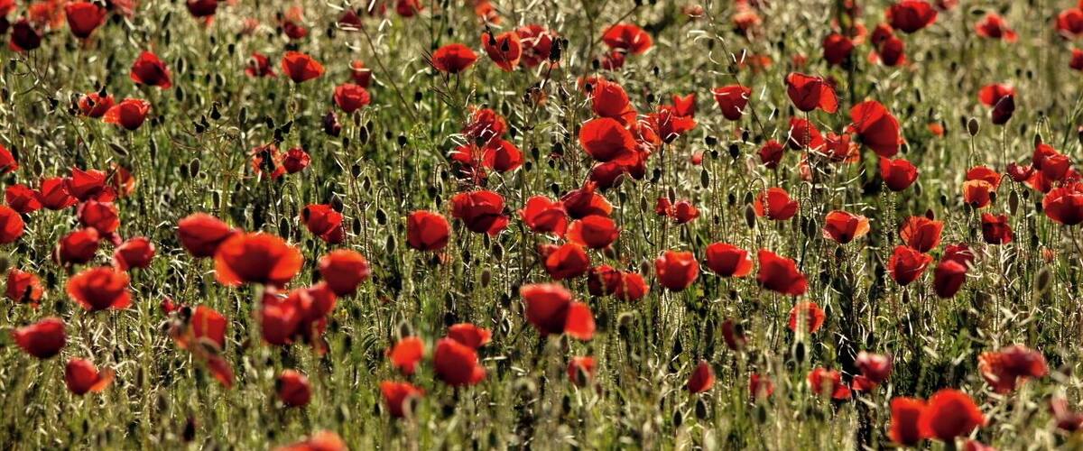 A field of red poppies.