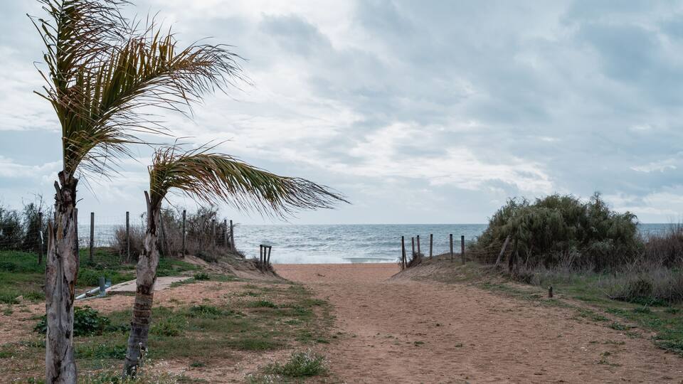 A sandy beach path leading to the ocean, with palm trees and a fence on the left.