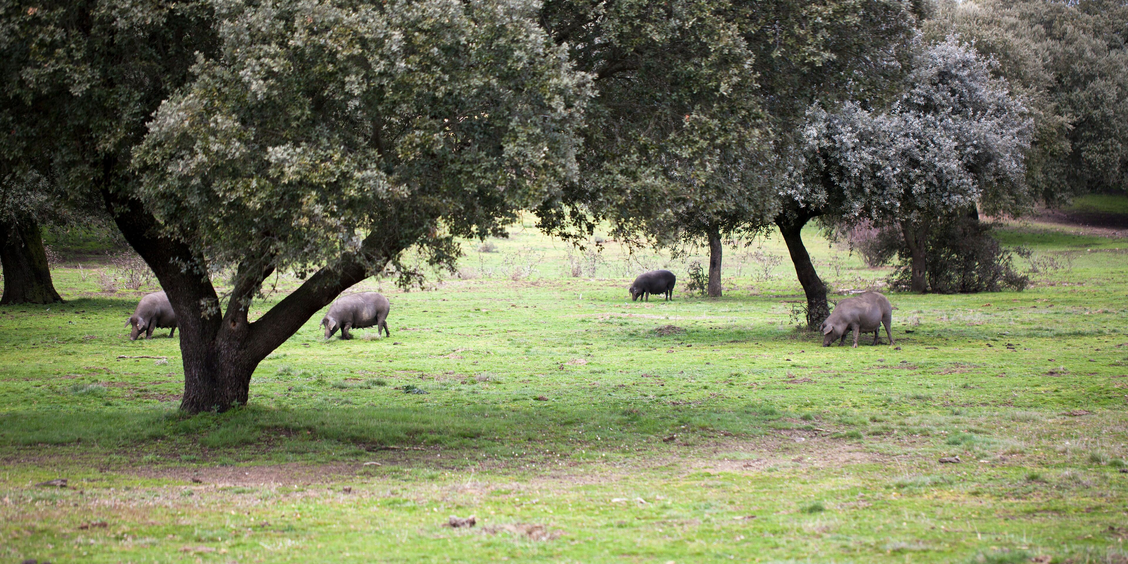 Montanera de cerdos de raza ibérica
