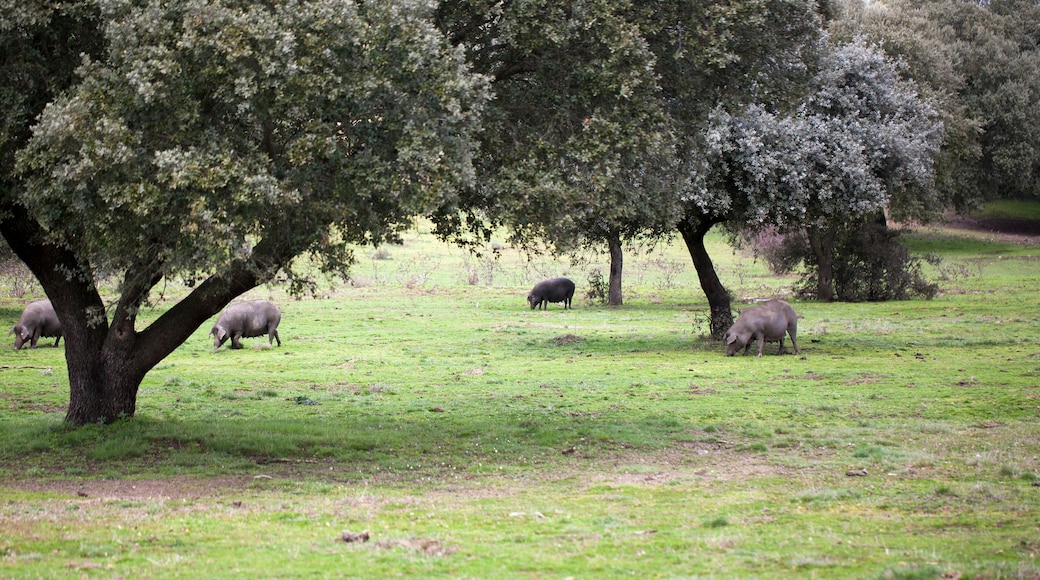 Montanera de cerdos de raza ibérica
