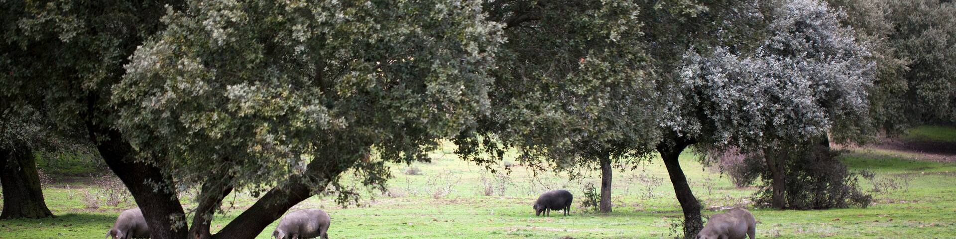 Montanera de cerdos de raza ibérica