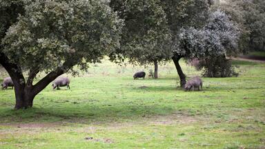 A grassy field with trees and several pigs grazing.