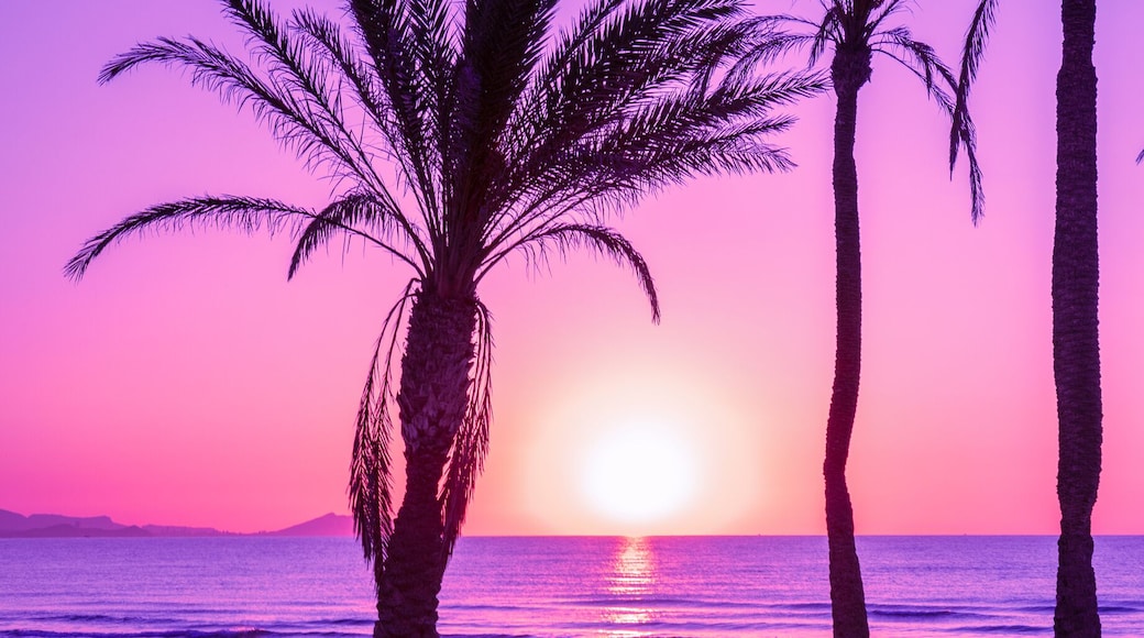 Seascape in the early morning during a beautiful purple sunrise. Palm trees on the beach. San Juan beach, Alicante, Spain