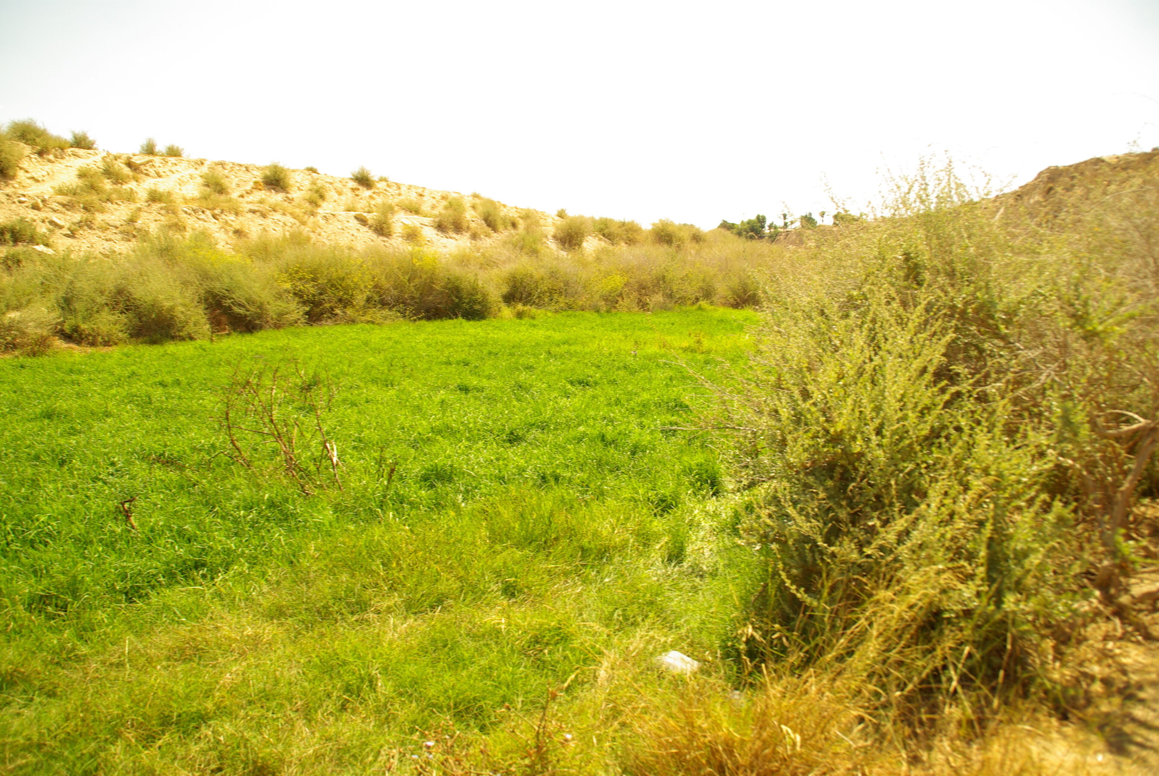 ® S.D. EL CAMPELLO BARRANCO RIU MONNEGRE