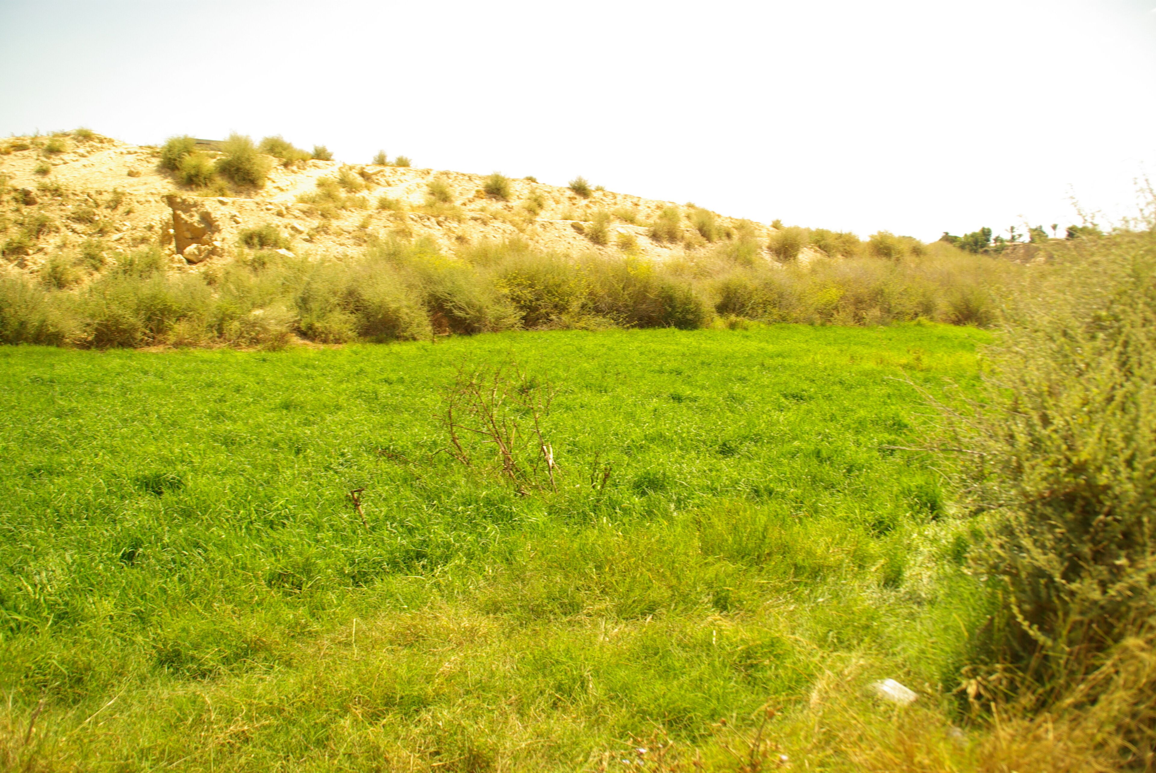 ® S.D. EL CAMPELLO BARRANCO RIU MONNEGRE