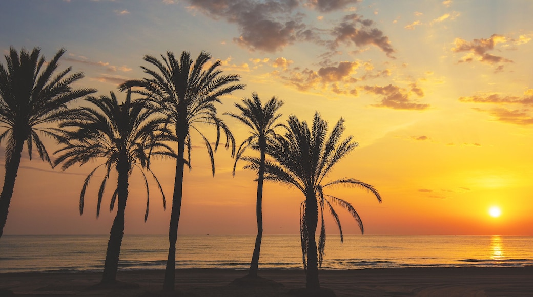 Seascape in early morning. Embankment with palm trees during a beautiful sunrise. Promenade with palm trees. San Juan beach, Alicante, Spain. Horizontal banner