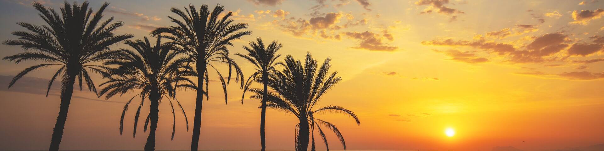 Seascape in early morning. Embankment with palm trees during a beautiful sunrise. Promenade with palm trees. San Juan beach, Alicante, Spain. Horizontal banner