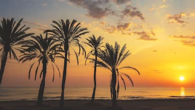 Seascape in early morning. Embankment with palm trees during a beautiful sunrise. Promenade with palm trees. San Juan beach, Alicante, Spain. Horizontal banner