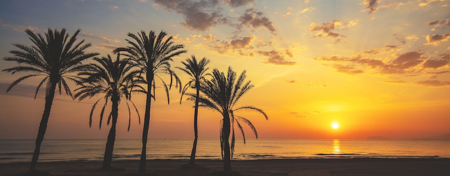 Seascape in early morning. Embankment with palm trees during a beautiful sunrise. Promenade with palm trees. San Juan beach, Alicante, Spain. Horizontal banner