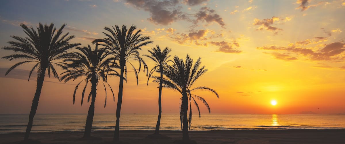 Seascape in early morning. Embankment with palm trees during a beautiful sunrise. Promenade with palm trees. San Juan beach, Alicante, Spain. Horizontal banner