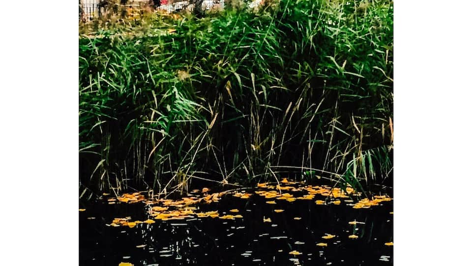 View from Grand Canal over to Rathmines Church