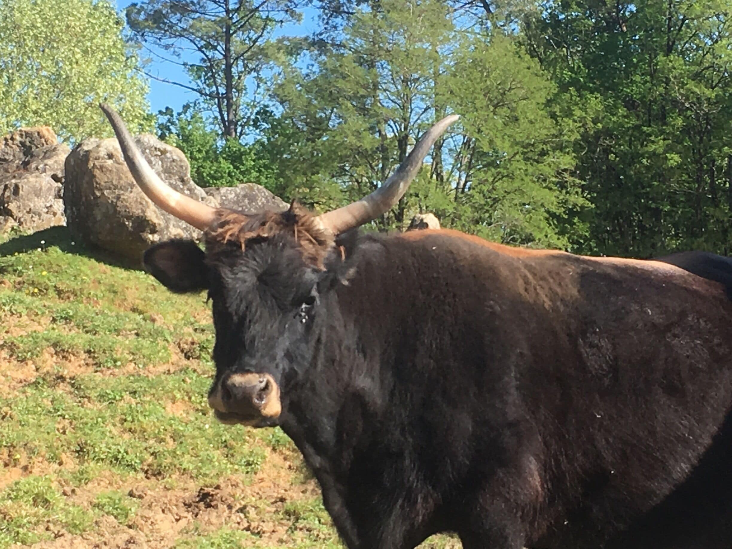 L auroch at this park not far from Lascaux Périgord 
France 