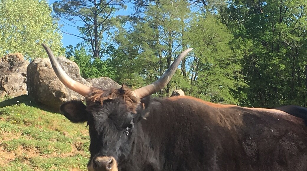 L auroch at this park not far from Lascaux Périgord
France