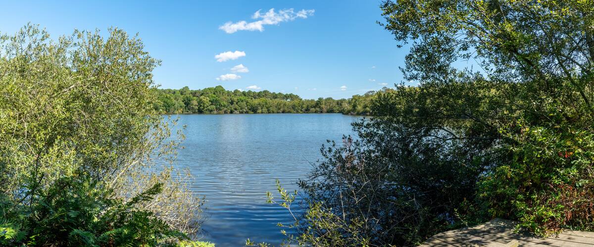 A calm lake surrounded by dense greenery and a clear blue sky.