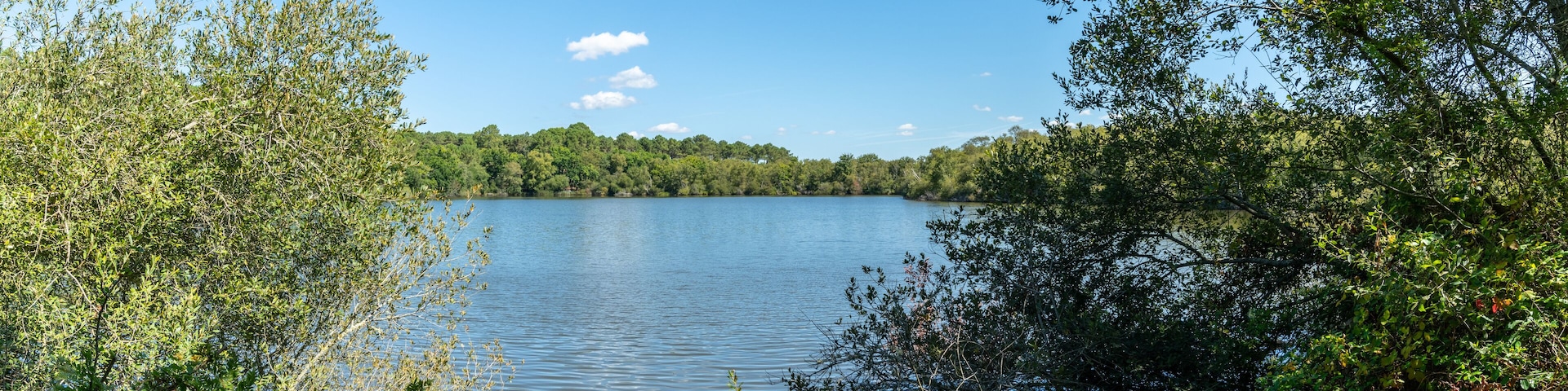 A calm lake surrounded by dense greenery and a clear blue sky.