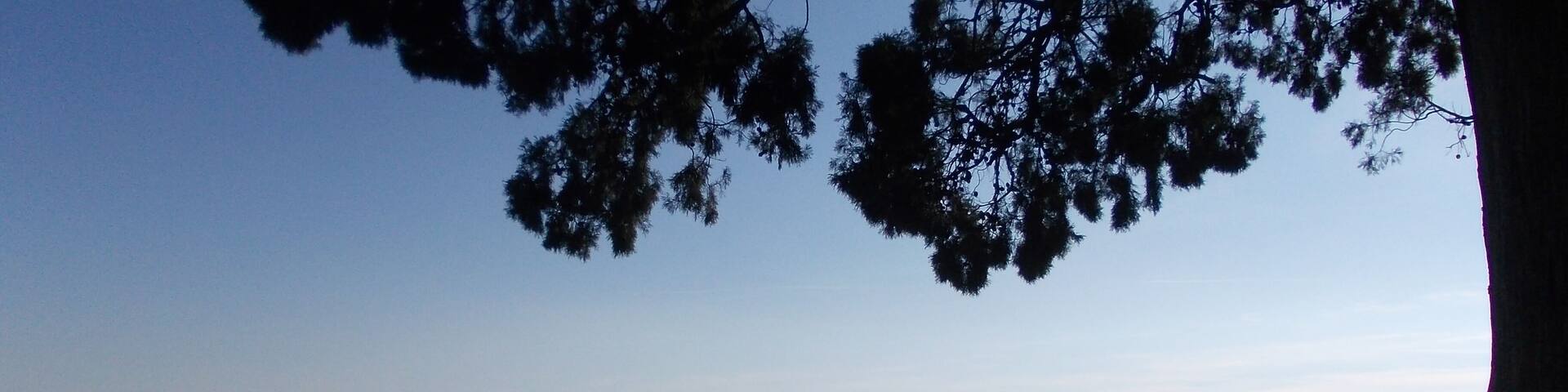 Il cipresso secolare davanti alla parrocchia della Santissima Annunziata a Pino Torinese, 2014