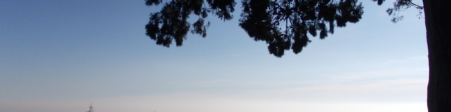 Il cipresso secolare davanti alla parrocchia della Santissima Annunziata a Pino Torinese, 2014