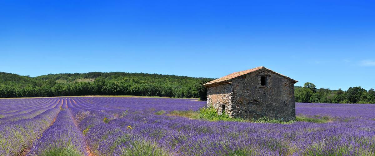 A lavender field with a stone building.