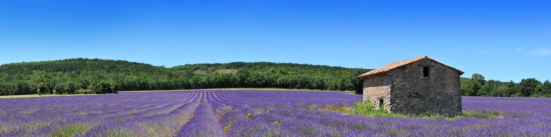 A lavender field with a stone building.