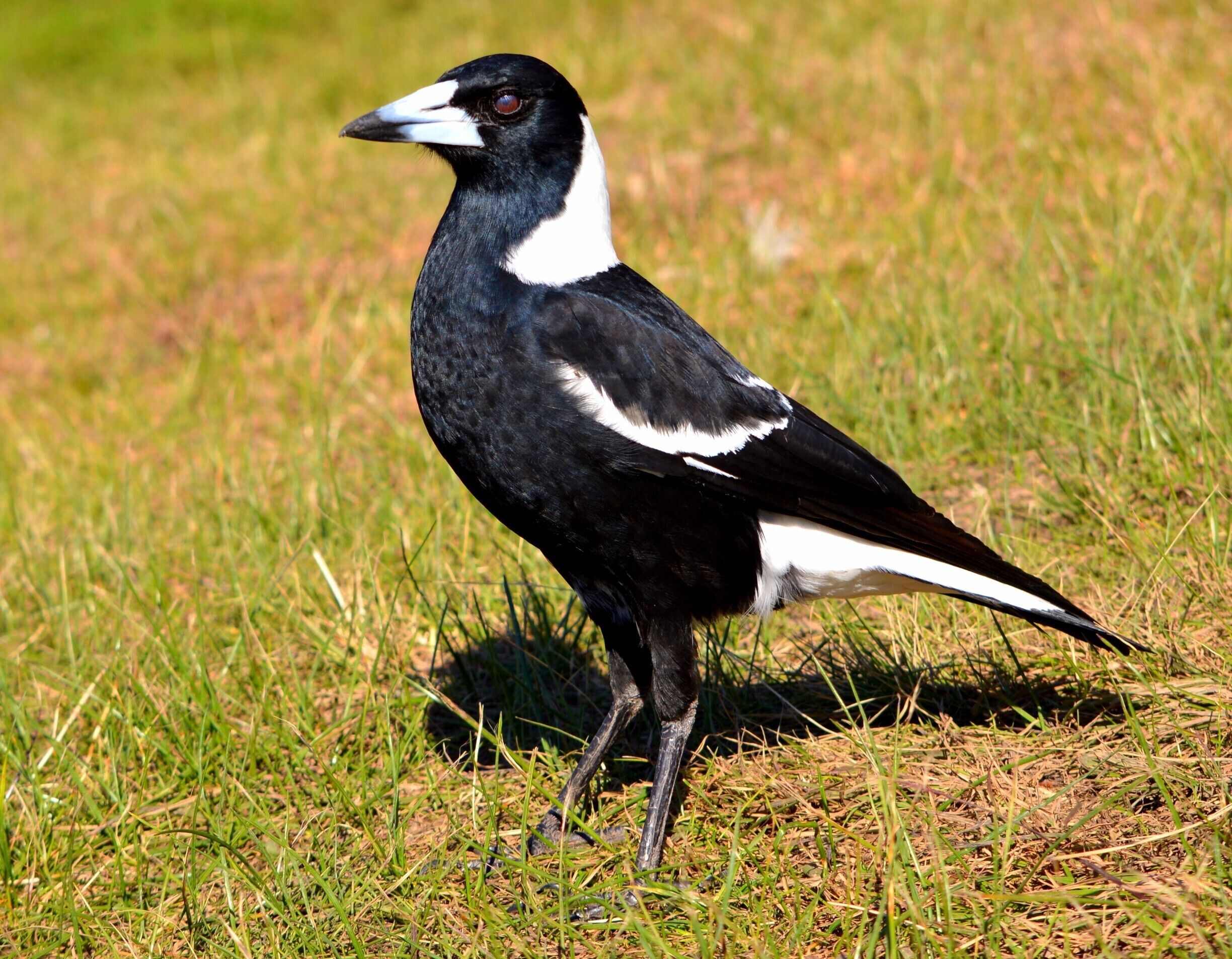 Charles A - here is another one of Maggie the Australian Magpie.  
They are known as pests here.  They do like to attack people and love to try and steal food.  They love raw meat funnily enough.  