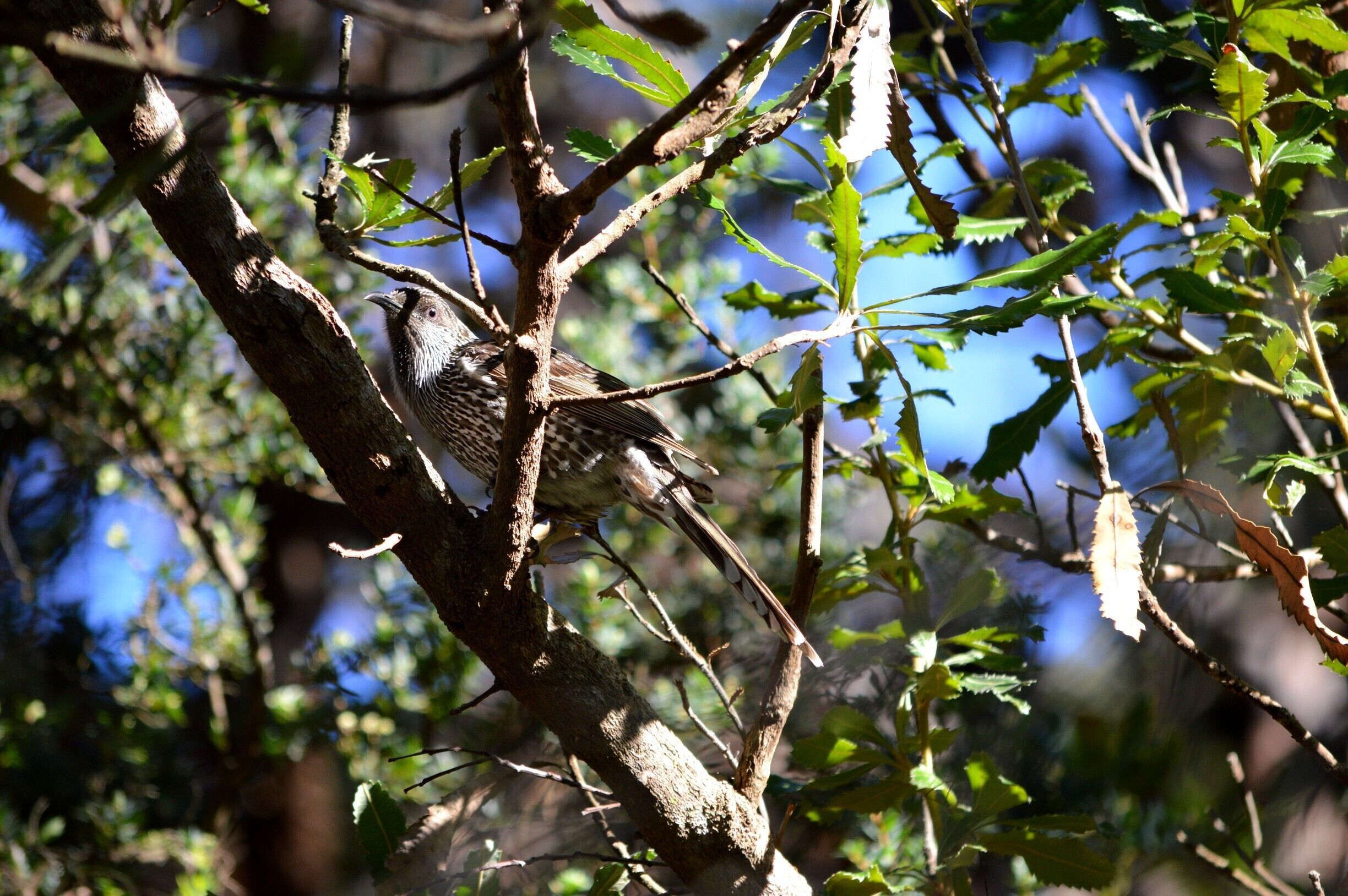 Another birdy photo for you Charles A. :)  
I am hopeless with my bird life knowledge but I know this little fellow was enjoying the views whilst perched in an Australian Banksia.  