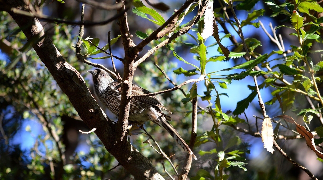 Another birdy photo for you Charles A. :)
I am hopeless with my bird life knowledge but I know this little fellow was enjoying the views whilst perched in an Australian Banksia.