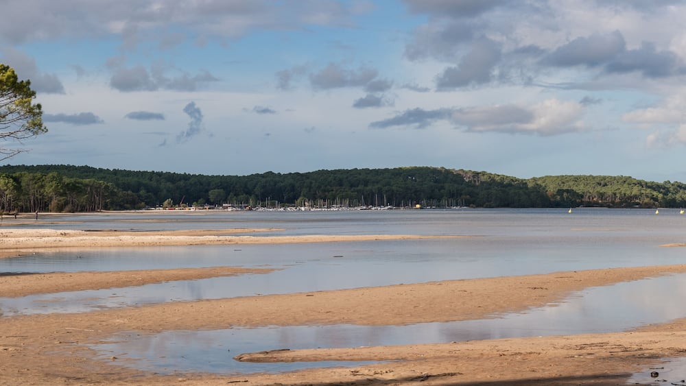 Un paysage côtier avec une plage de sable, un petit arbre et une colline boisée en arrière-plan.