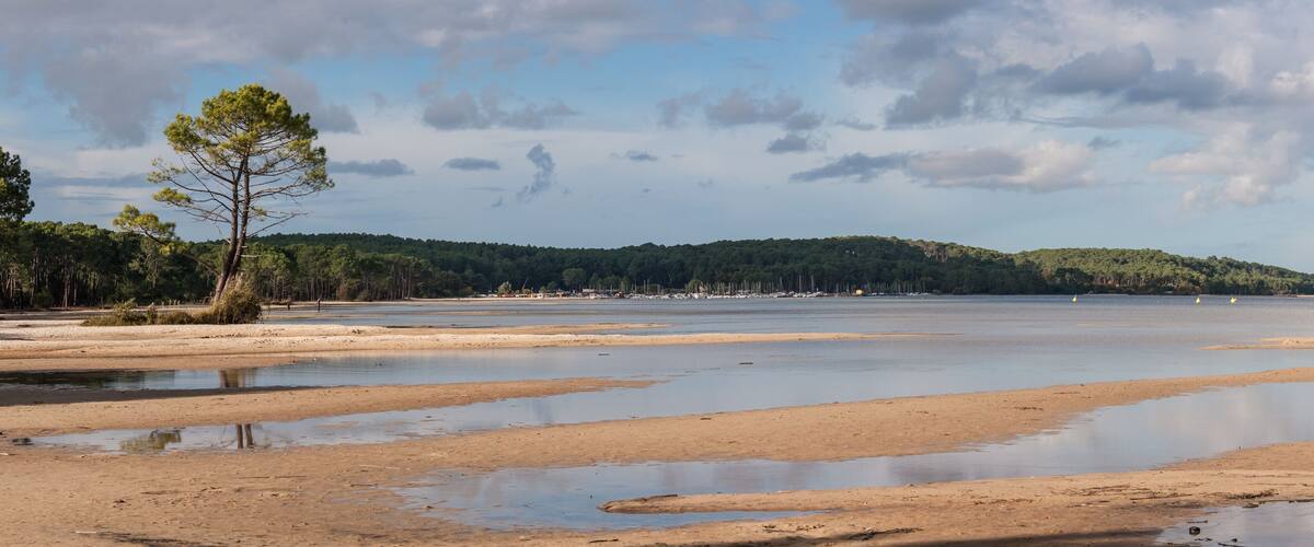 A coastal landscape with a sandy beach, a small tree, and a forested hill in the background.