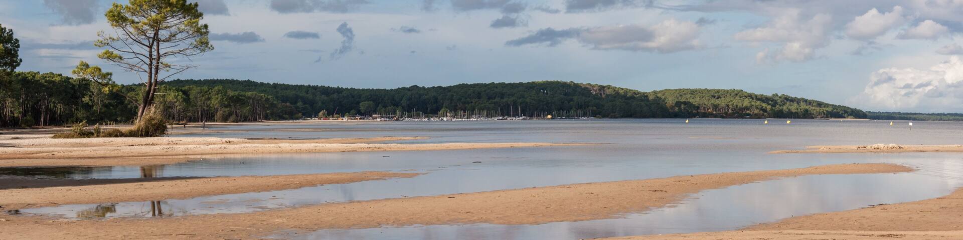 A coastal landscape with a sandy beach, a small tree, and a forested hill in the background.