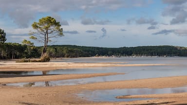 A coastal landscape with a sandy beach, a small tree, and a forested hill in the background.